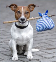 A dog chewing on a stick