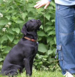 A dog sitting